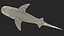 Tiger Shark