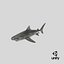 Tiger Shark