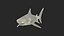 Tiger Shark