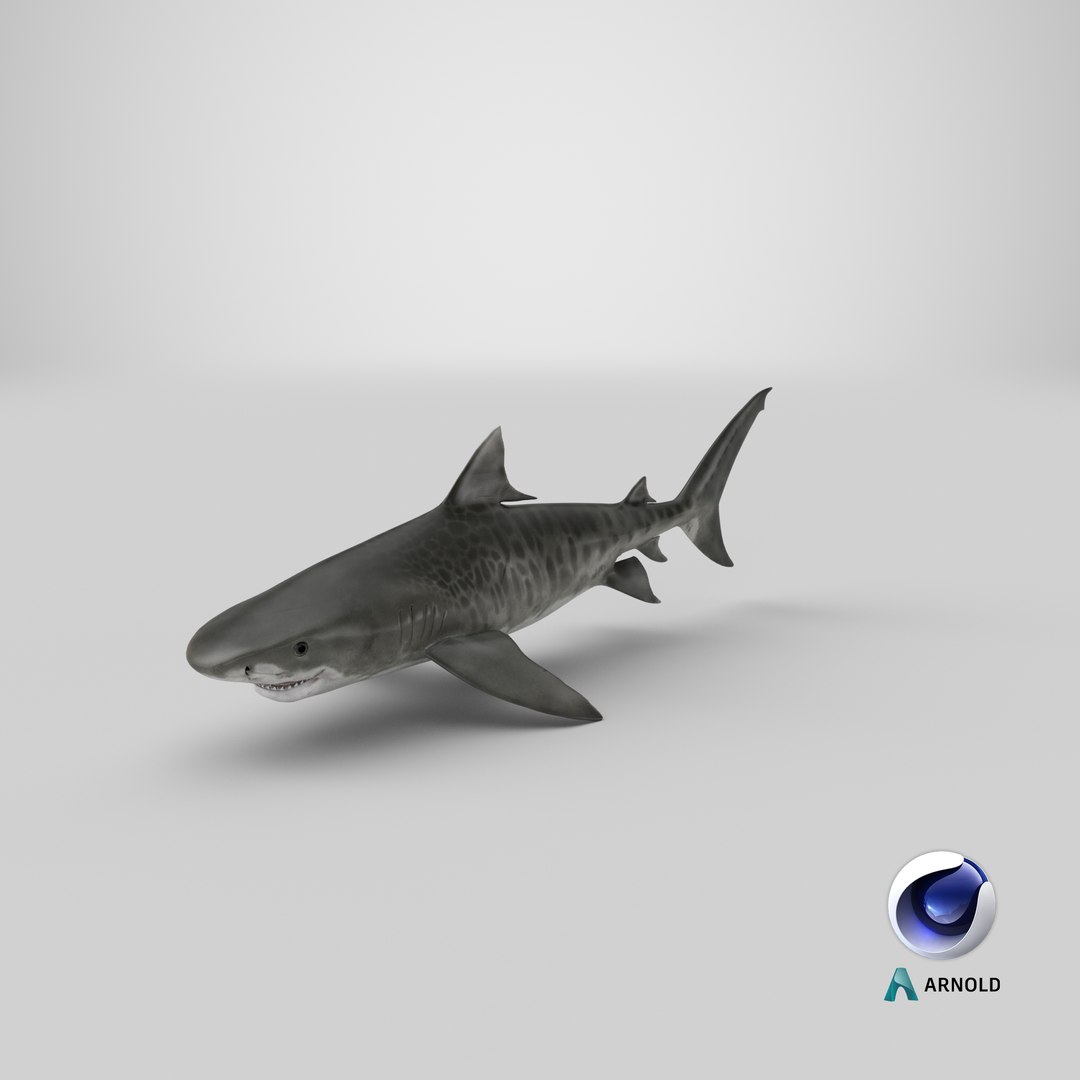 3d tiger shark https://p.turbosquid.com/ts-thumb/zU/oaMDGp/K1/render.0001/png/1669827068/1920x1080/fit_q87/f577659122461ad9b7541235862fd6a290650e11/render.0001.jpg