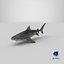 Tiger Shark