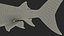 Tiger Shark