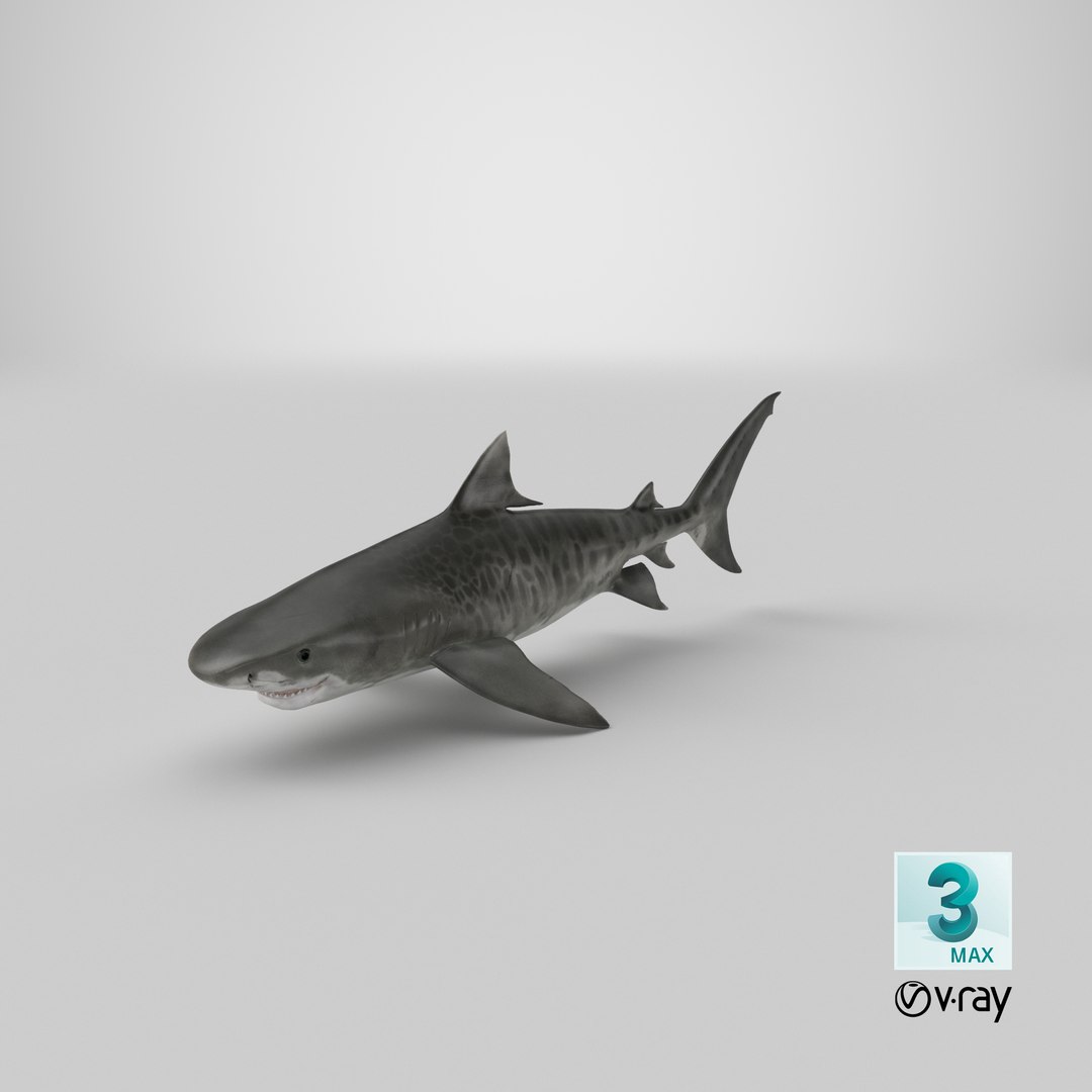 3d tiger shark https://p.turbosquid.com/ts-thumb/zU/oaMDGp/LT/render.00014/png/1669827065/1920x1080/fit_q87/02bf500638e24fc6461a0ca717c8958d009ff0d4/render.00014.jpg
