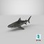 Tiger Shark