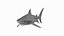 Tiger Shark