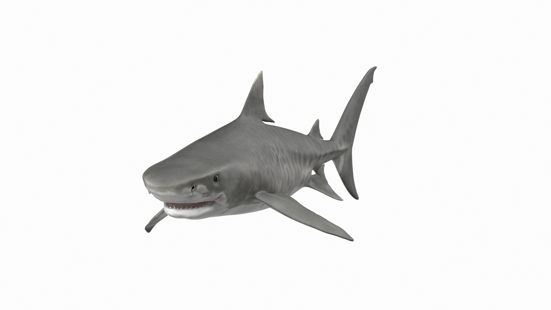 3d tiger shark https://p.turbosquid.com/ts-thumb/zU/oaMDGp/Rg/tiger_shark_360/jpg/1669365600/1920x1080/turn_fit_q99/5876ee64663a888ad913e205336260347dafd14c/tiger_shark_360-1.jpg