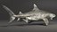 Tiger Shark
