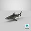 Tiger Shark