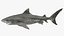 Tiger Shark