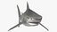 Tiger Shark