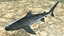 Tiger Shark
