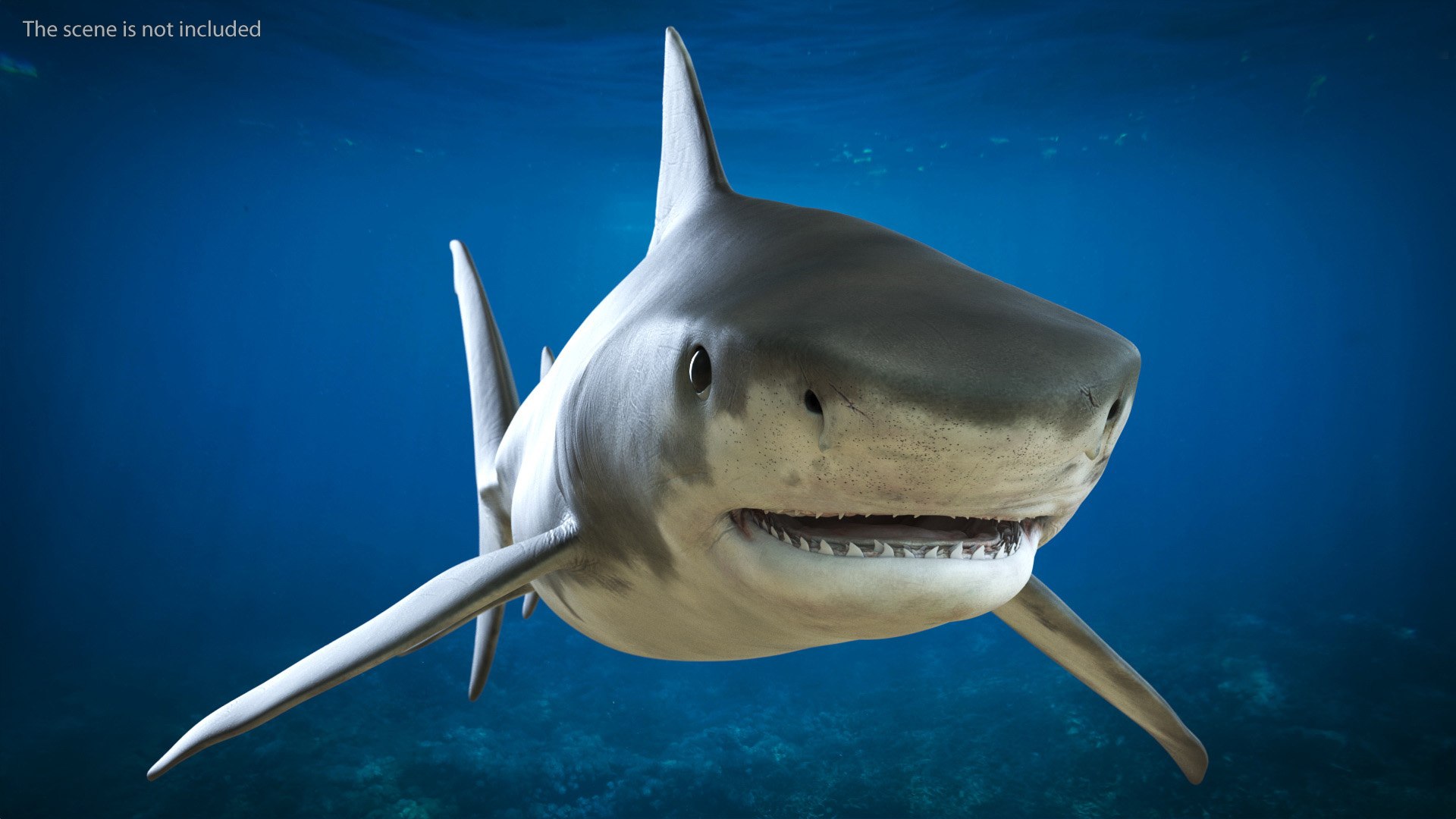 3d tiger shark https://p.turbosquid.com/ts-thumb/zU/oaMDGp/a2/tiger_shark_005/jpg/1669365523/1920x1080/fit_q87/1b5326d7ca166a45e7b898e81ff823e211835fbd/tiger_shark_005.jpg