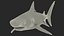 Tiger Shark