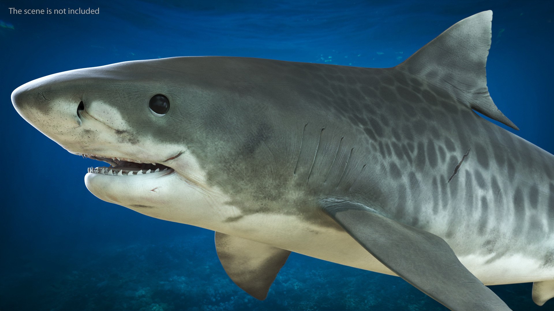 3d tiger shark https://p.turbosquid.com/ts-thumb/zU/oaMDGp/db/tiger_shark_007/jpg/1669365524/1920x1080/fit_q87/b8d698ec0f947ed3452ca15742e405e97ce7edf7/tiger_shark_007.jpg