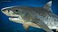 Tiger Shark