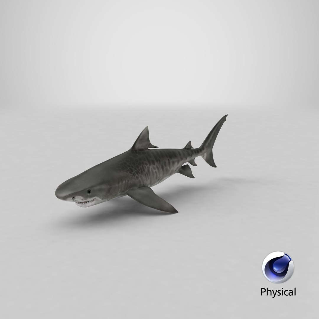 3d tiger shark https://p.turbosquid.com/ts-thumb/zU/oaMDGp/eI/render.00011/png/1669827064/1920x1080/fit_q87/beb91ad45d49f93b533695075a47bbd8c36ecf76/render.00011.jpg