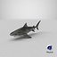 Tiger Shark