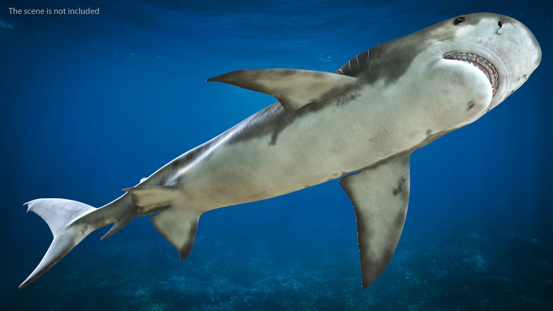 3d tiger shark https://p.turbosquid.com/ts-thumb/zU/oaMDGp/eY/tiger_shark_006/jpg/1669365524/1920x1080/fit_q87/1f631b305bd0b36a4a6499dd2013f8c0f3cab644/tiger_shark_006.jpg