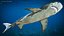 Tiger Shark