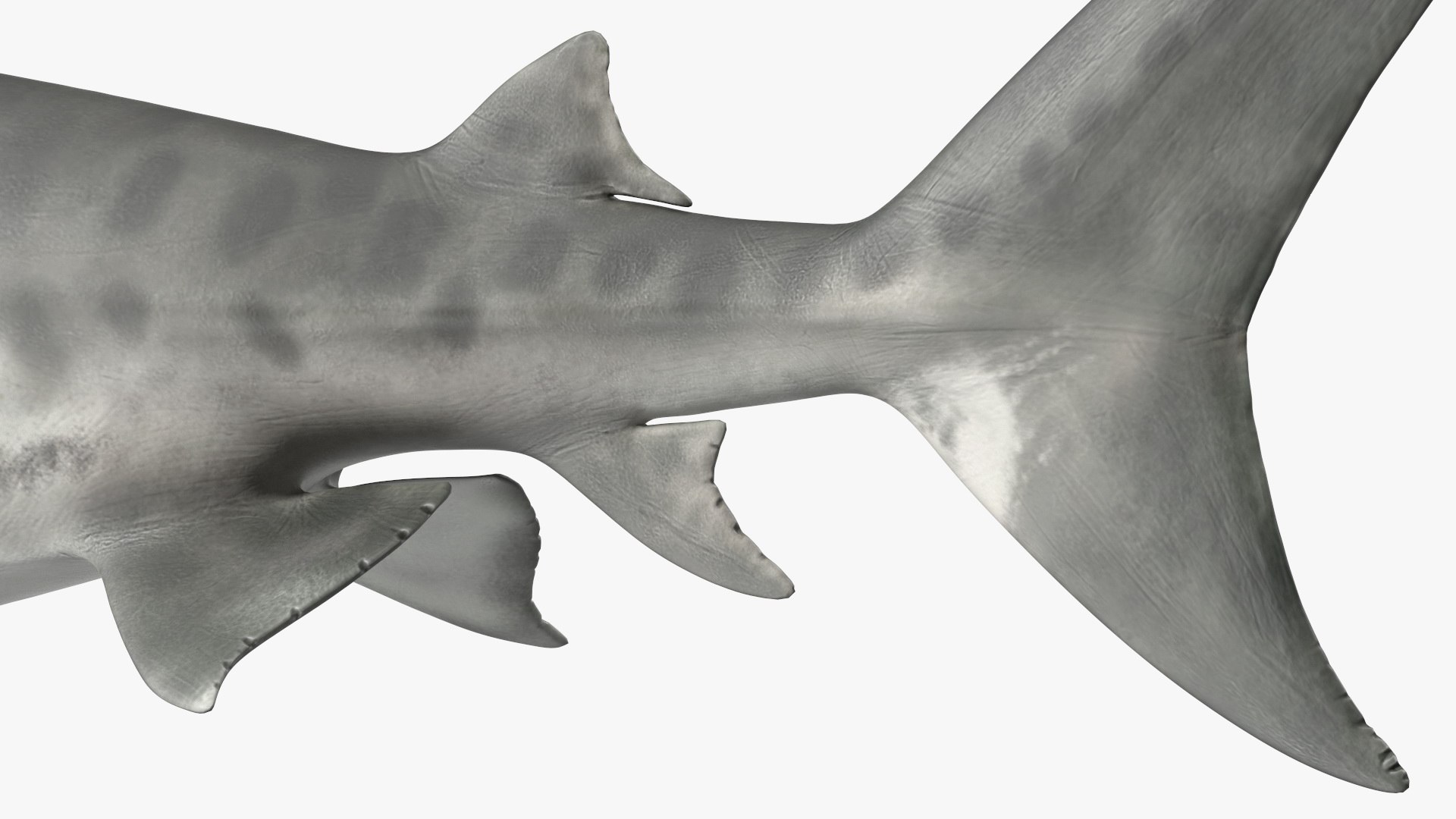 3d tiger shark https://p.turbosquid.com/ts-thumb/zU/oaMDGp/eb/tiger_shark_020/jpg/1669365531/1920x1080/fit_q87/d583d22cfba8fcd93c6bbd14bfd991af779af8cc/tiger_shark_020.jpg