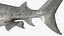 Tiger Shark