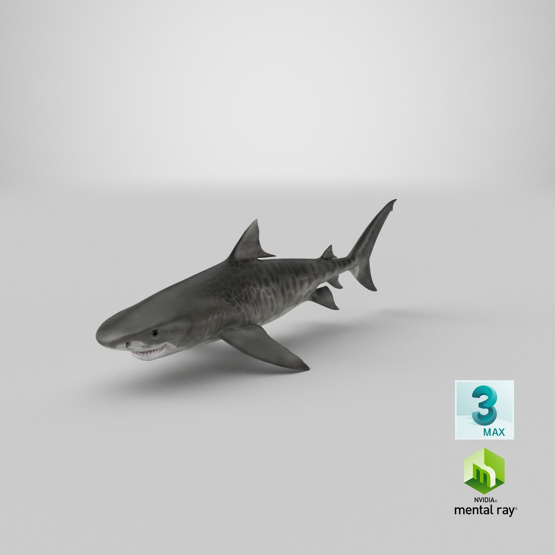 3d tiger shark https://p.turbosquid.com/ts-thumb/zU/oaMDGp/ei/render.00013/png/1669827065/1920x1080/fit_q87/a09259875dfd0aa7bbbc414840b3b934c8b2f733/render.00013.jpg
