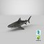 Tiger Shark
