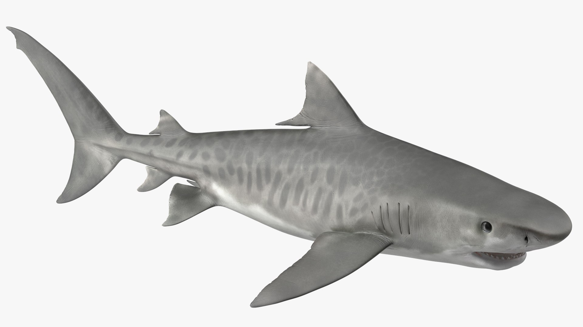 3d tiger shark https://p.turbosquid.com/ts-thumb/zU/oaMDGp/i3/tiger_shark_012/jpg/1669365527/1920x1080/fit_q87/89530dc2504978dad252181f0c6f864f2863be19/tiger_shark_012.jpg
