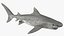 Tiger Shark