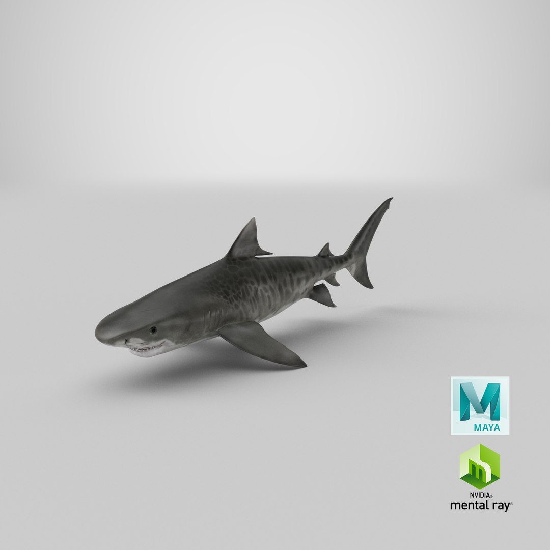 3d tiger shark https://p.turbosquid.com/ts-thumb/zU/oaMDGp/kw/render.00016/png/1669827067/1920x1080/fit_q87/0703728991b232e499653dc3ac5117a6e17f082c/render.00016.jpg