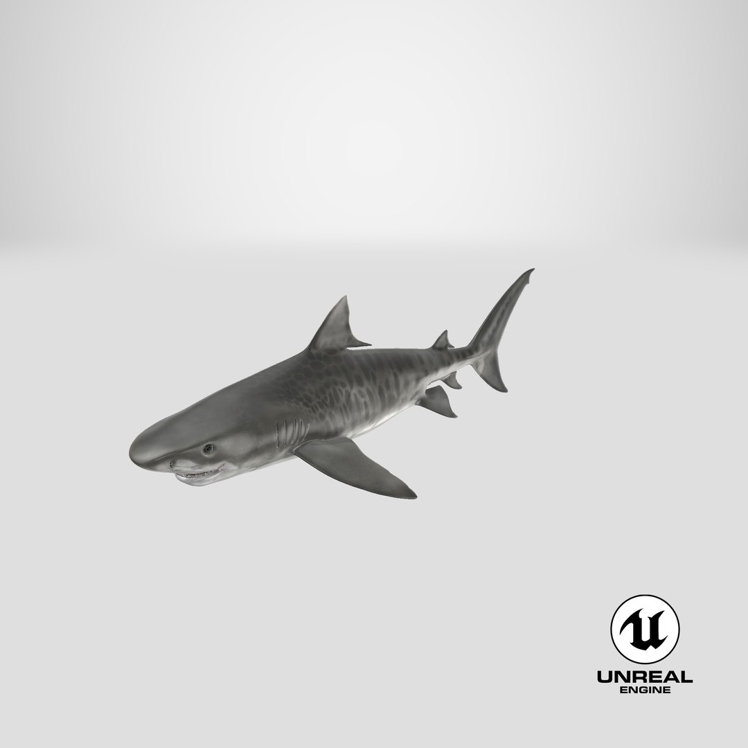 3d tiger shark https://p.turbosquid.com/ts-thumb/zU/oaMDGp/ll/unreal_capture/png/1669827069/1920x1080/fit_q87/e987a99f67df1ba90fd2ef78a30a6cb3a66e690d/unreal_capture.jpg