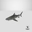 Tiger Shark