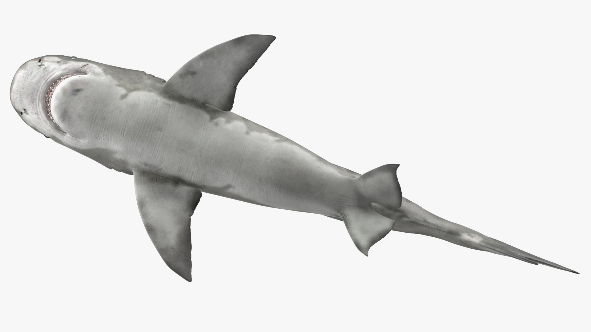 3d tiger shark https://p.turbosquid.com/ts-thumb/zU/oaMDGp/of/tiger_shark_017/jpg/1669365529/1920x1080/fit_q87/7cea4370dcae4dd32090944a7d02e8b033dbb087/tiger_shark_017.jpg