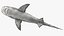 Tiger Shark