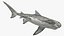 Tiger Shark