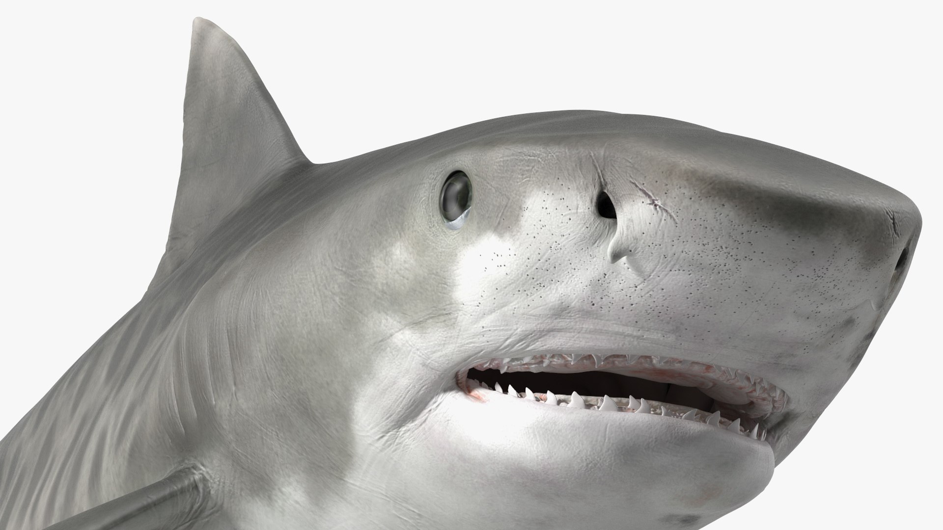 3d tiger shark https://p.turbosquid.com/ts-thumb/zU/oaMDGp/v9/tiger_shark_018/jpg/1669365530/1920x1080/fit_q87/246c5f3b62d7f9b61ba6c22ddef2be1d0d0f904d/tiger_shark_018.jpg
