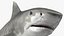 Tiger Shark