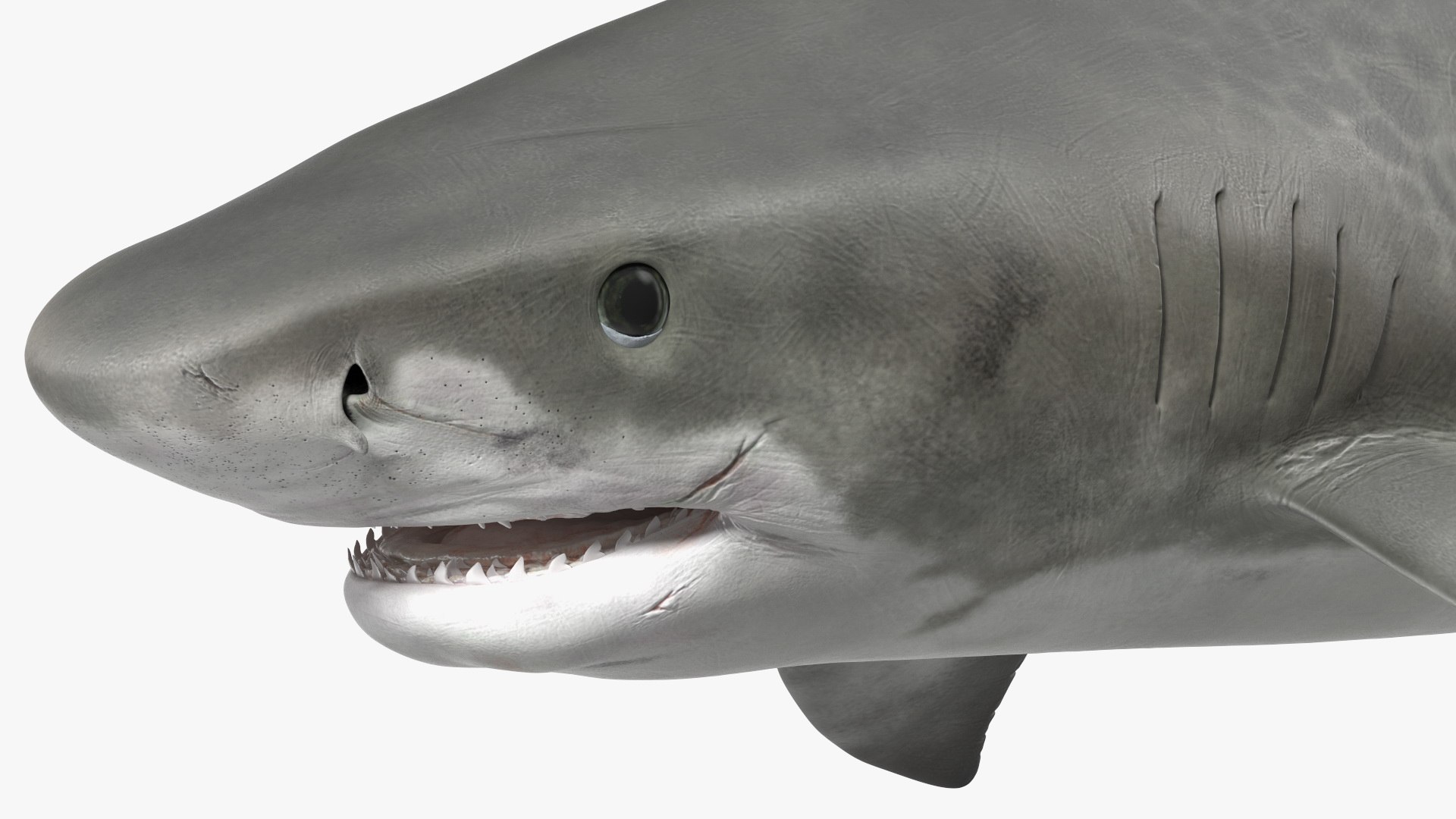 3d tiger shark https://p.turbosquid.com/ts-thumb/zU/oaMDGp/vQ/tiger_shark_019/jpg/1669365530/1920x1080/fit_q87/c4552a15dde347dfbd92800b0f695b12833c04cc/tiger_shark_019.jpg