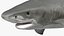 Tiger Shark