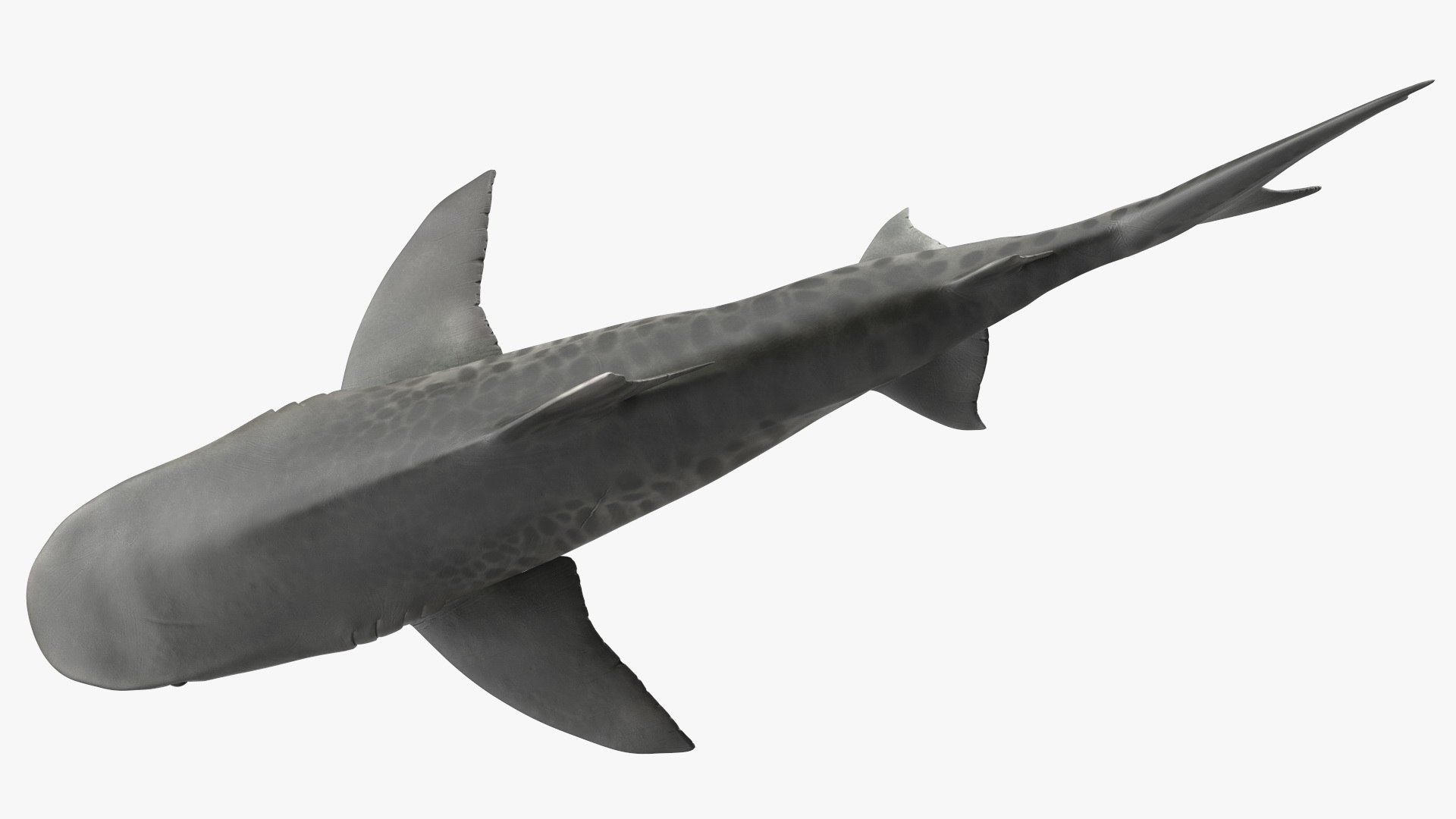 3d tiger shark https://p.turbosquid.com/ts-thumb/zU/oaMDGp/zR/tiger_shark_016/jpg/1669365529/1920x1080/fit_q87/5d419c49603529e5a105f3861fffdac206a57f17/tiger_shark_016.jpg