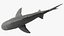 Tiger Shark