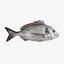 sea bream