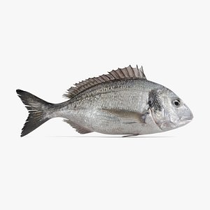Gilthead Bream (Rigged)