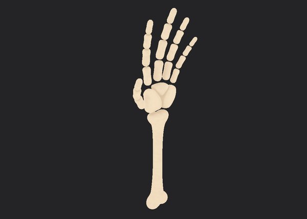 Arm bone 3D model - TurboSquid 1472028