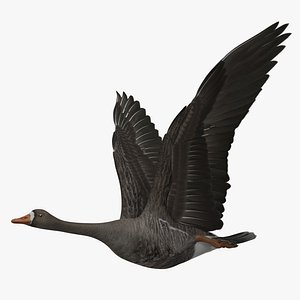 Anser Albifrons "Greater White-fronted Goose"