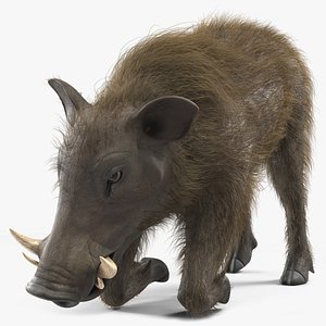 Phacochoerus Africanus Sundevallii Kneeling Pose Fur