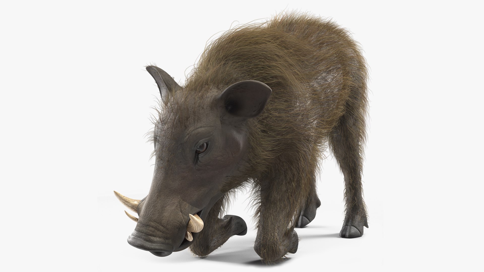 Phacochoerus Africanus Sundevallii Kneeling Pose Fur 3D model preview