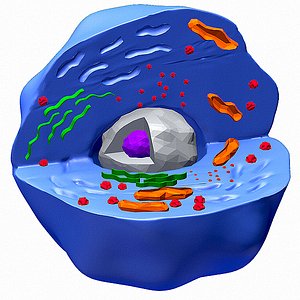 Human Cell Color
