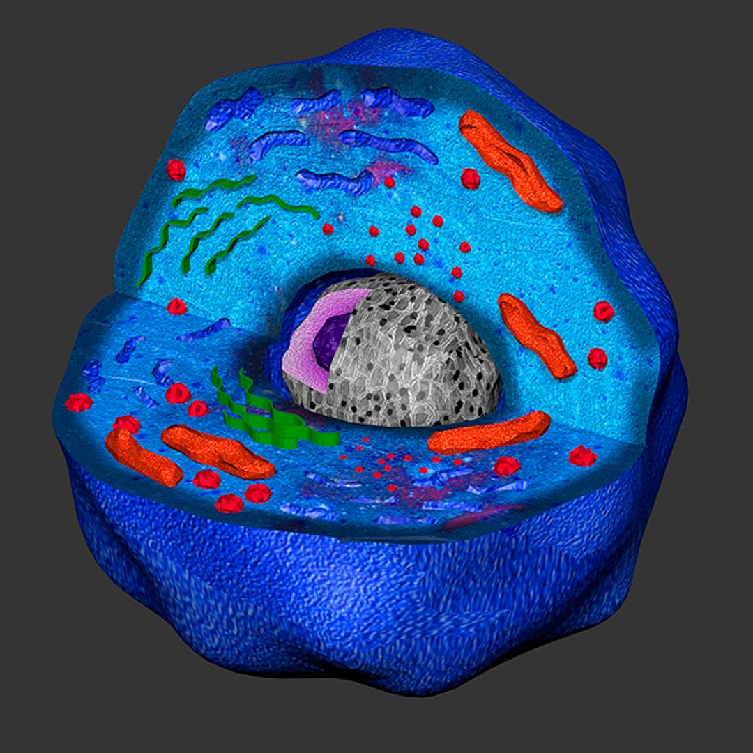 3ds Max Human Cell Color