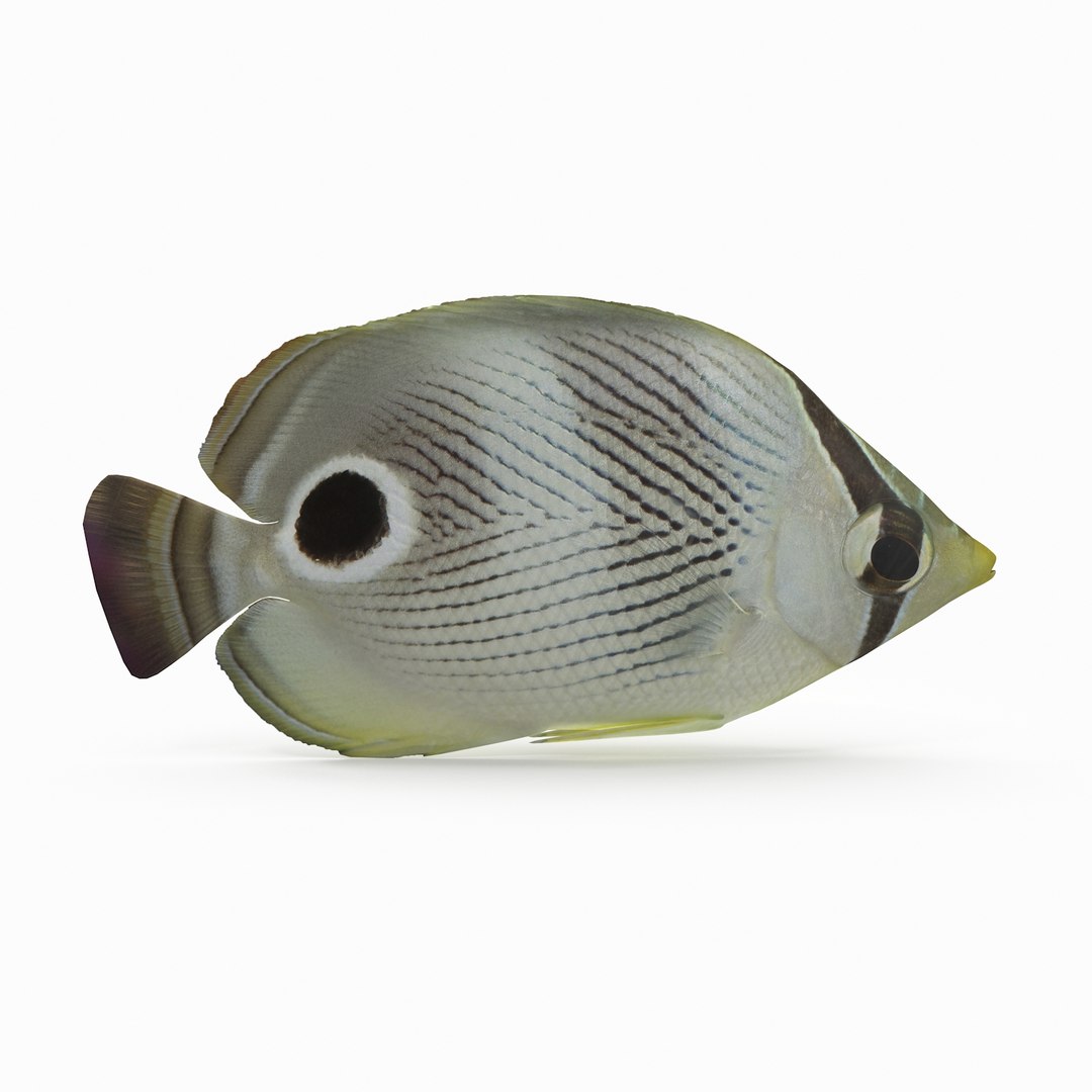 Foureye butterflyfish model - TurboSquid 1222282